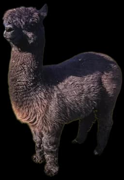 Avatar czarnej alpaki