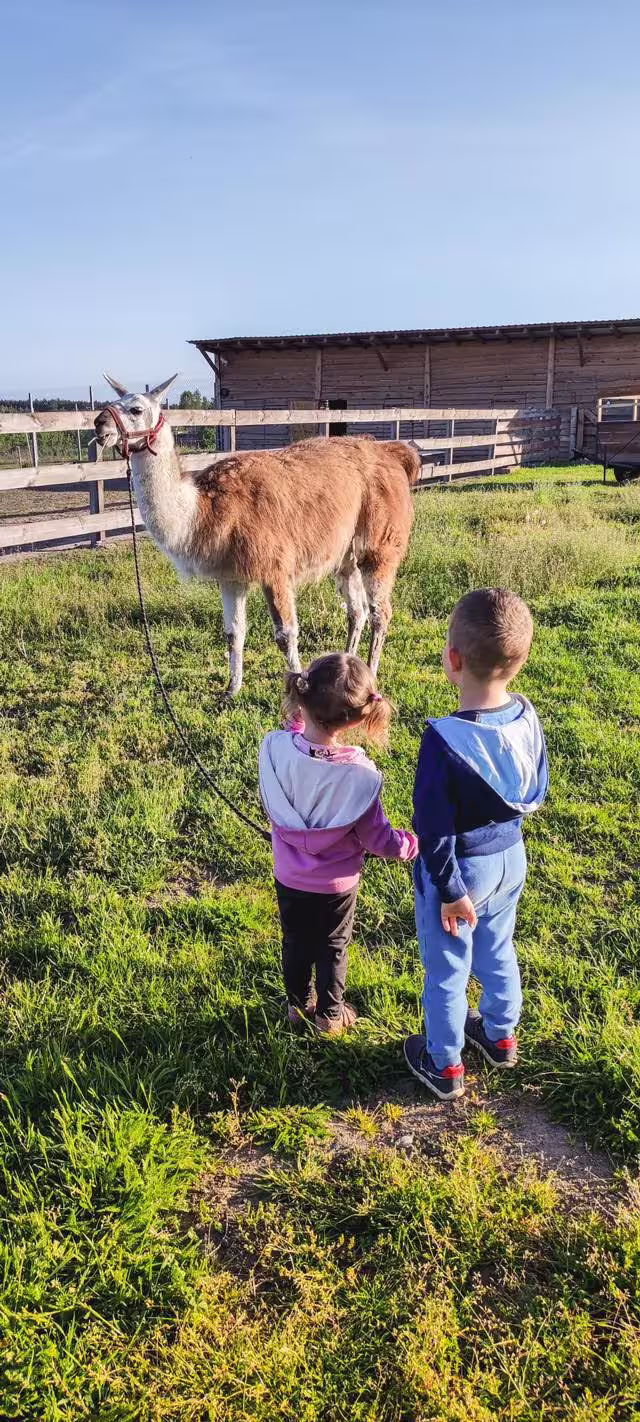 Galeria obrazków z rancza Patataj w mazowieckim niedaleko Warszawy,alpaki,ognisko,lama,plac zabaw, lamy, konie
