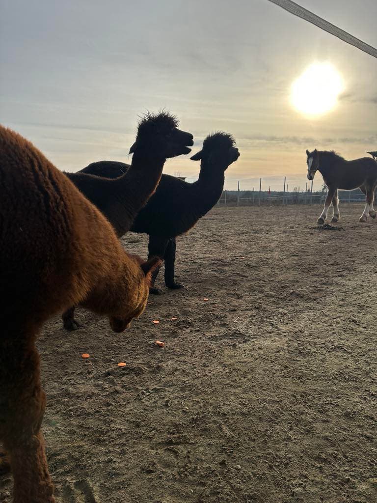 Galeria obrazków z rancza Patataj w mazowieckim niedaleko Warszawy,alpaki,ognisko,lama,plac zabaw, lamy, konie