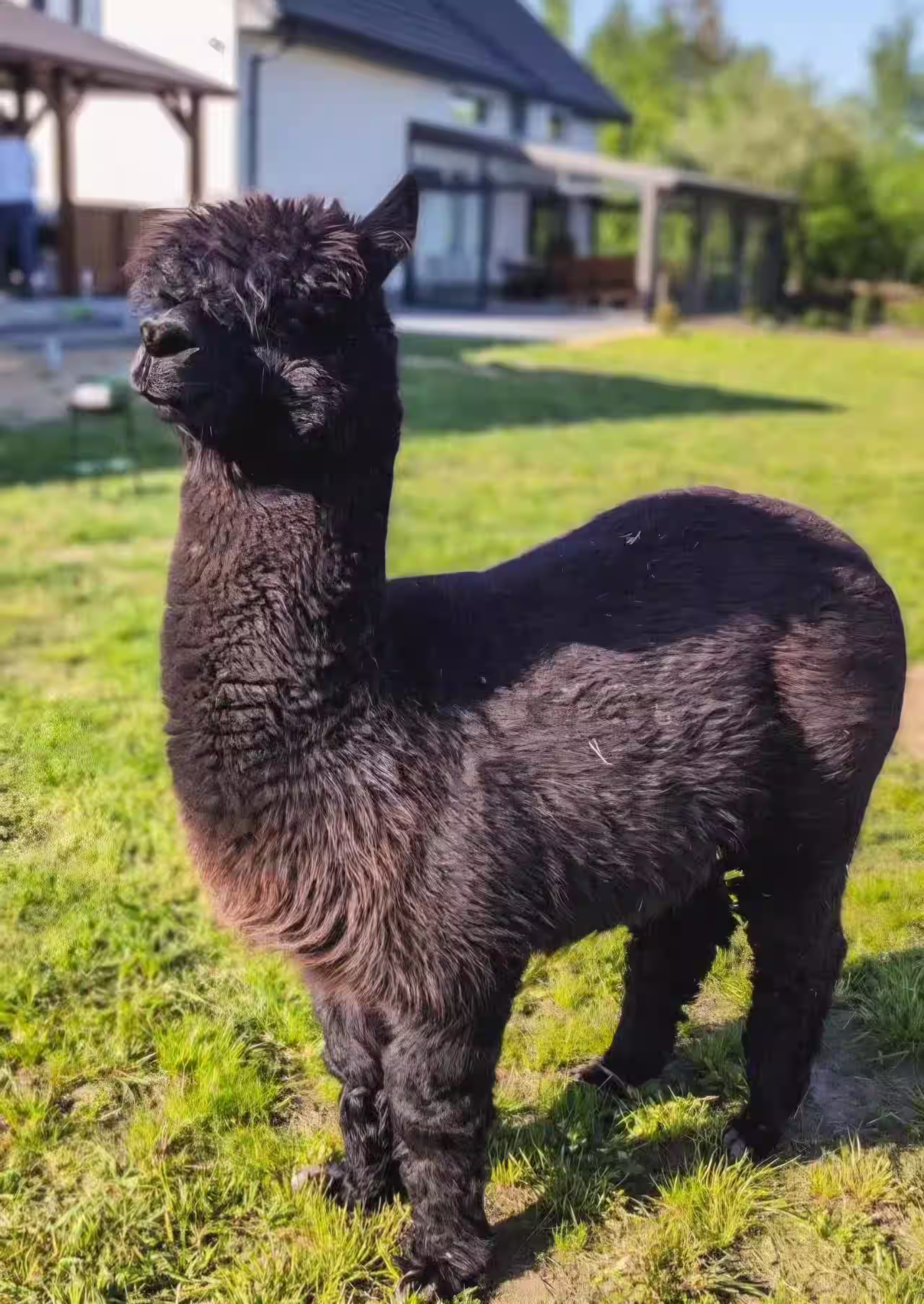 Alpaki na wybiegu podczas zajęć alpakoterapii w Ranczo Patataj