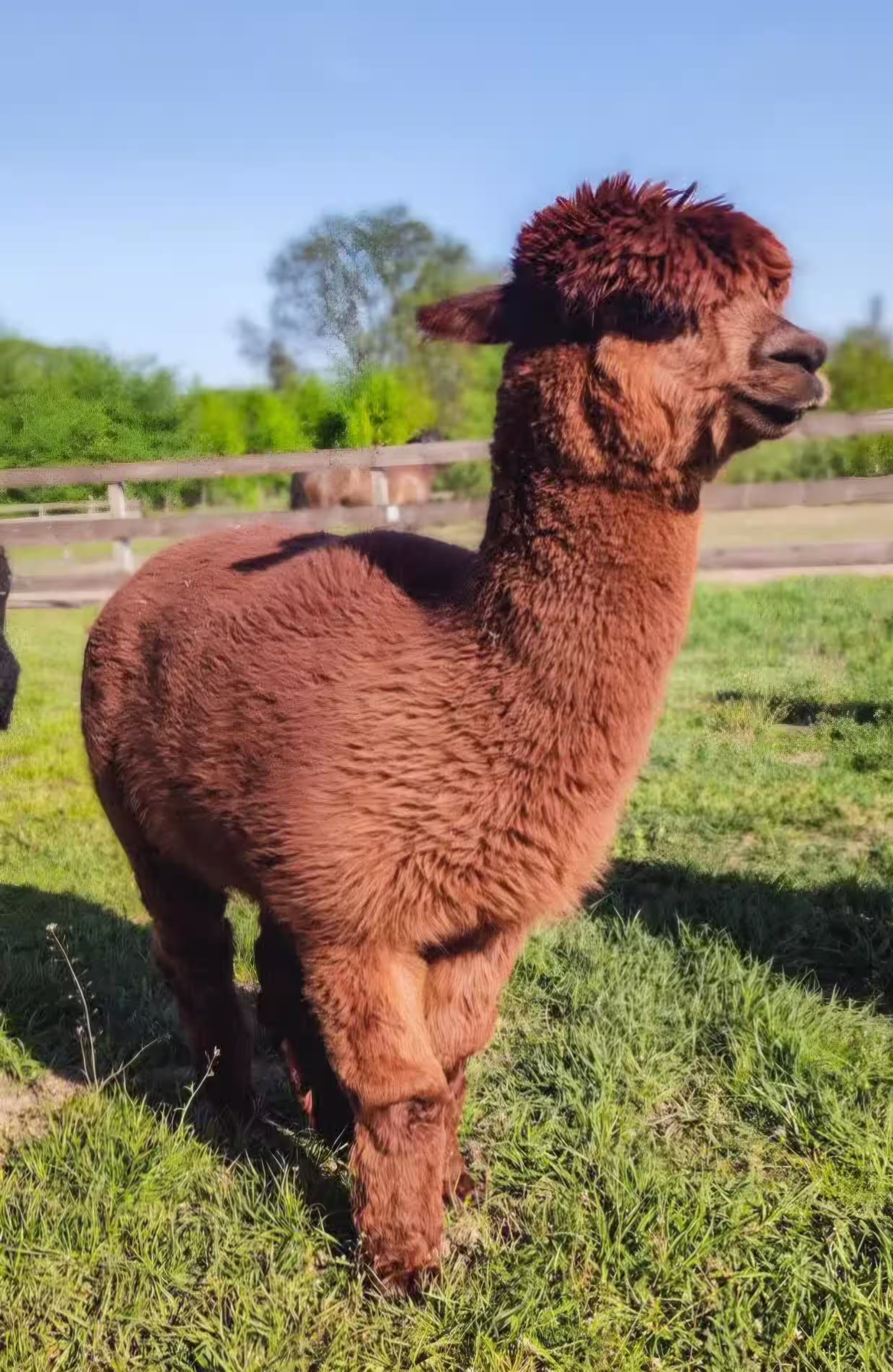 Brązowa alpaka stojąca na wybiegu w Ranczo Patataj, gospodarstwie edukacyjnym w mazowieckim